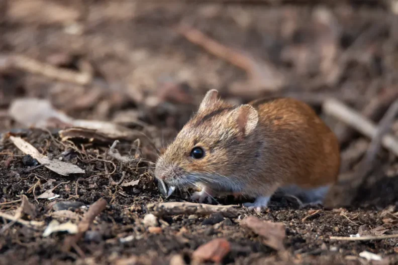 Field mouse sitting in dirt, twigs, and dried leaves.