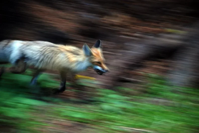 Fox running