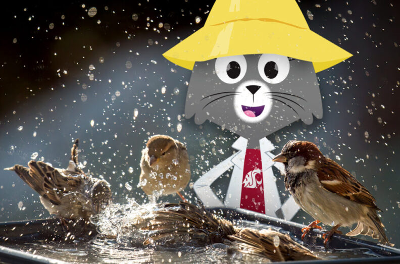 Dr Universe and a sparro in a a bird bath