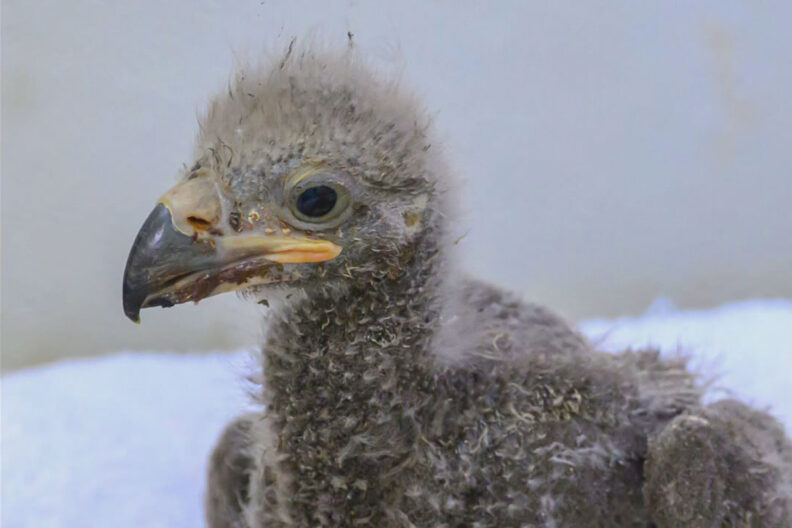 Close up of one eaglet while in the care of WSU veterinarians.