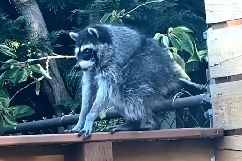 Jimothy sitting on the top ledge of the intersection between a chain link and wooden fence.