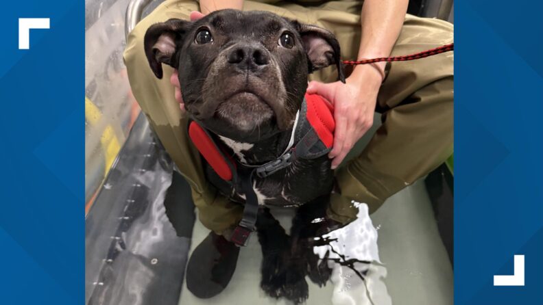 A dog being held during treatment