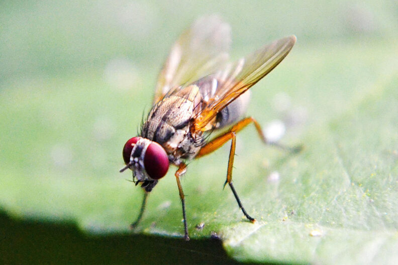 Fruit fly on leaf.