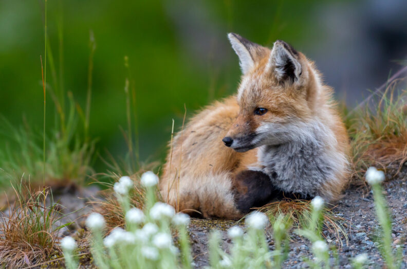 A fox sits in a grassy area.