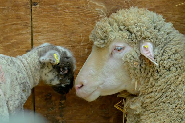 Lamb with Ewe in barn