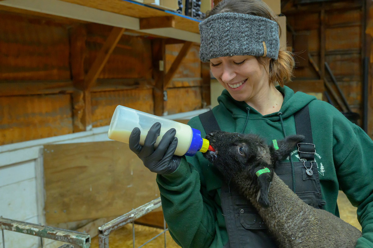 Student feeding a lamb with a bottle