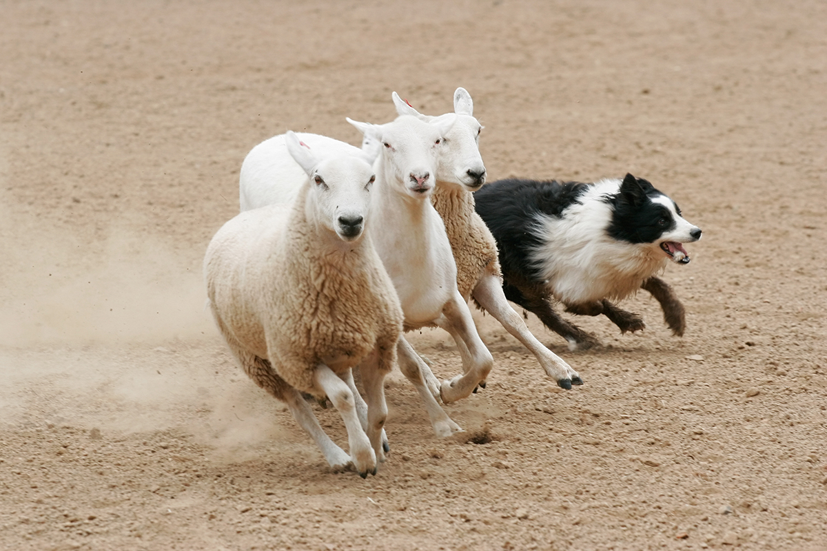 Border Collie herding sheep