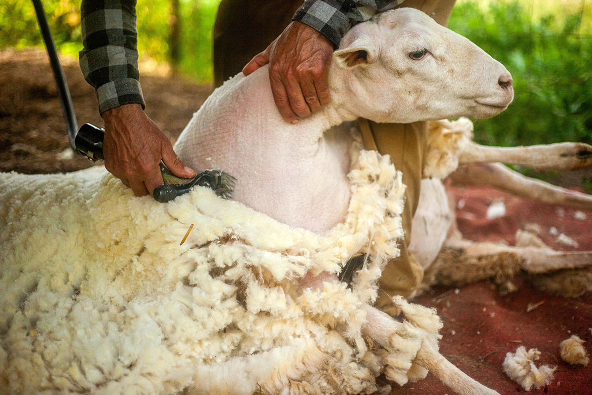 Sheep being sheared 