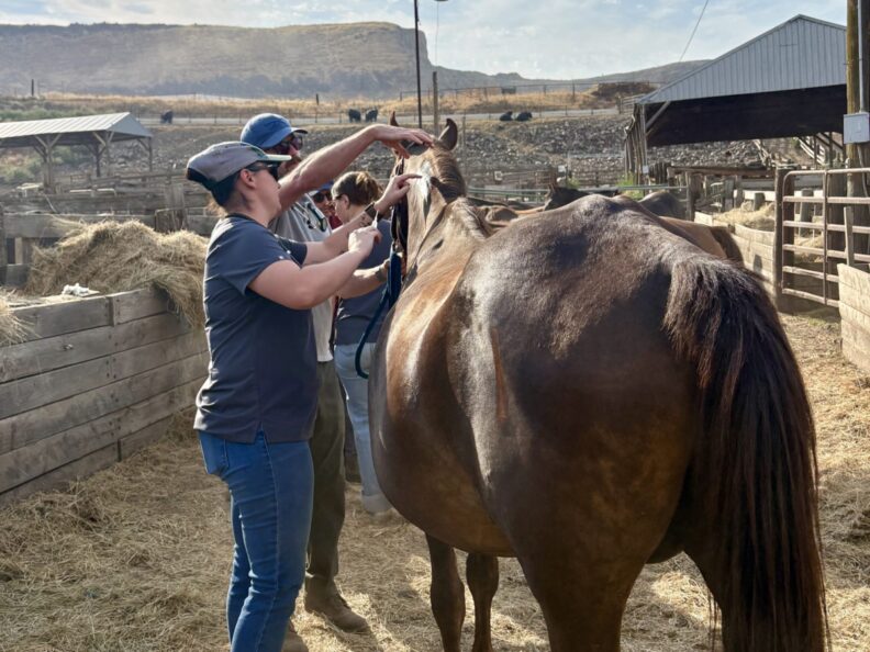 Erin Levine prepares to give a horse a vaccination.