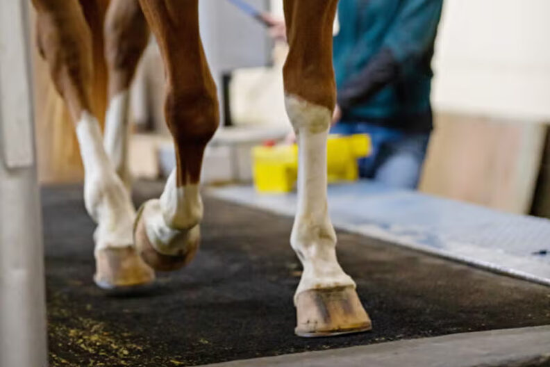 Horse on treadmill. All you see is the legs.