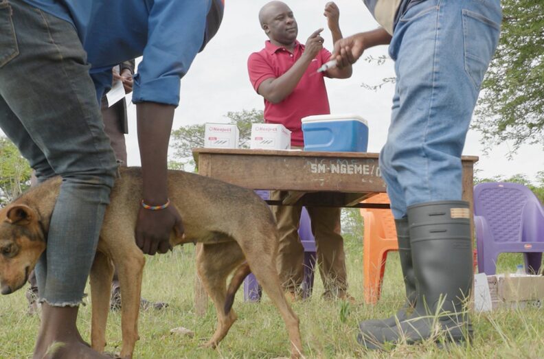 A man in the background prepares to vaccinate a dog against rabies in Tanzania. One person in the foreground is holding the dog, while a second person assists.
