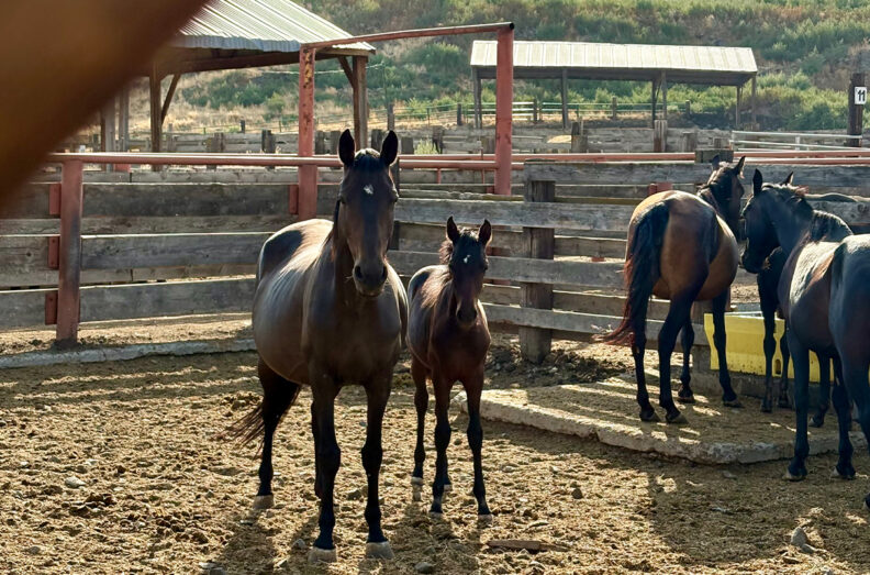 A mare and its foal in a corral, watch as a veterinary team from WSU prepares to begin exams and vaccinations