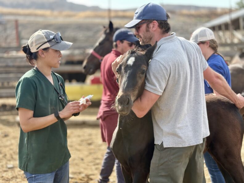Veterinary student Bertie Lau prepares to give a horse a vaccine.