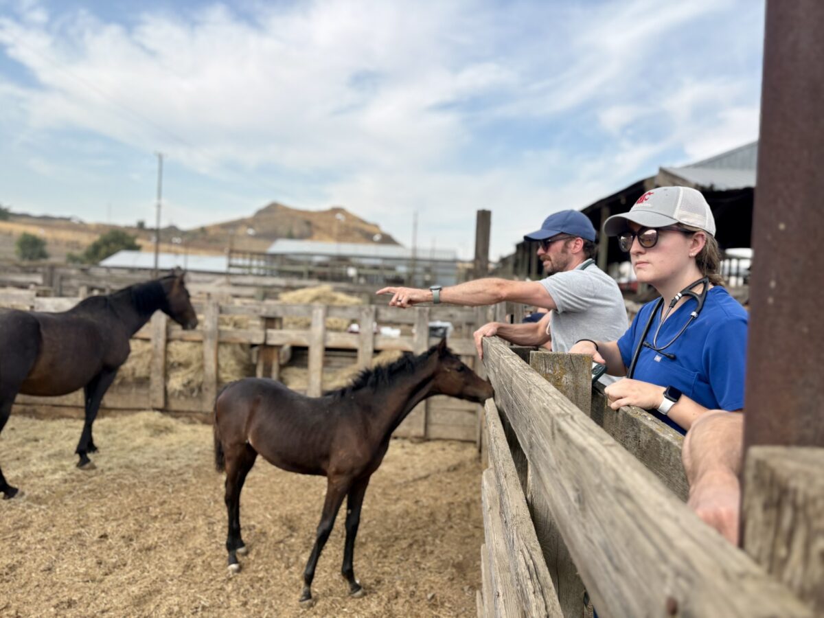 Q&A with fourth-year veterinary student Erin Levine