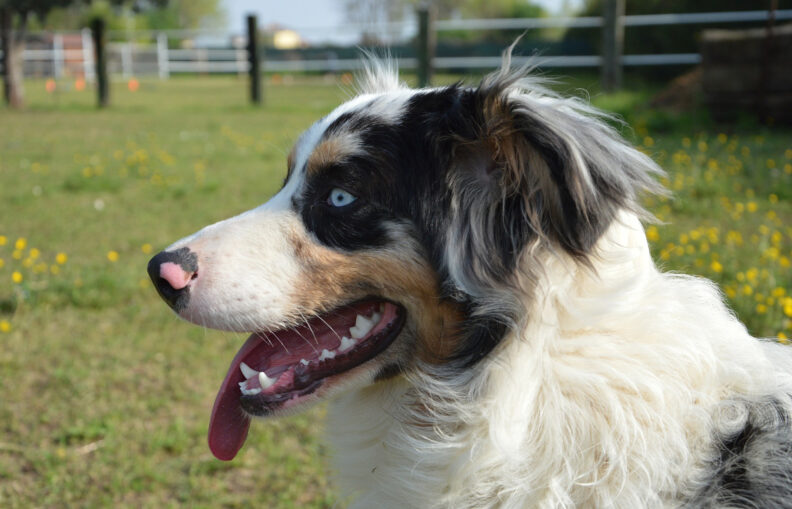 Side-view of an Australian Shepherd.