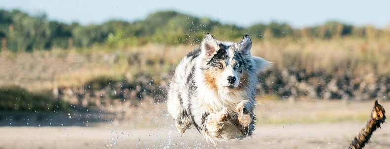Dog running