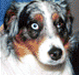 Australian Shepherd
