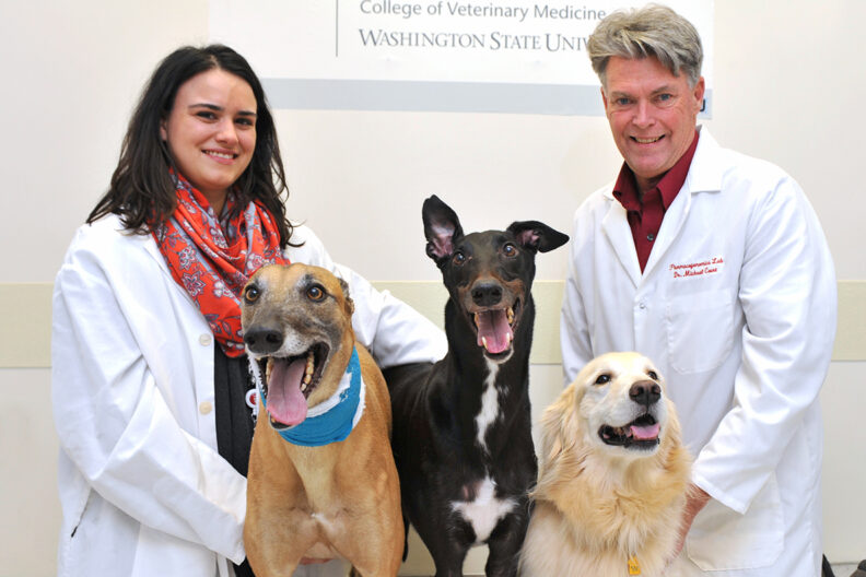 Dog researchers with 3 dogs, 2 Greyhounds and one Golden Retriever.