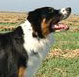 English Shepherd