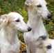 Long-haired Whippet