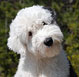 Old English Sheepdog