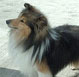 Shetland Sheepdog
