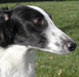 Silken Windhound