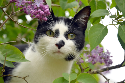 Close up image of a black and white cat in the lilac bush that is blooming.