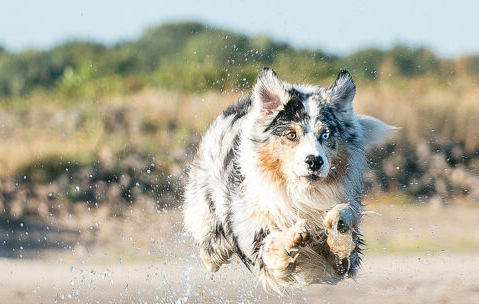 Australian Sheppard running through water.