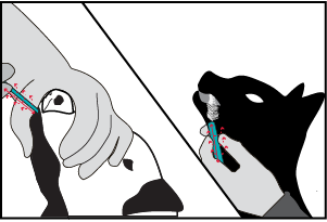 Illustration of both a dog and a with a care giver holding their muzzle and gathering a cheek swab for testing.