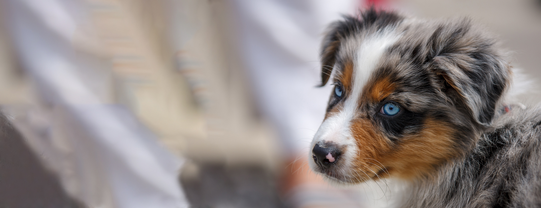 Close up image of an Australian Sheppard puppy with bright blue eyes.