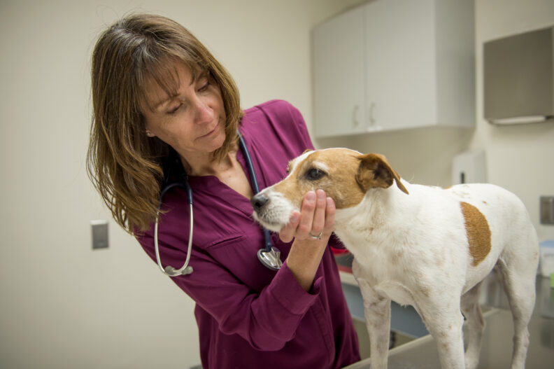 Dr. Katrina Mealey examining a Jack Russell Terrier.