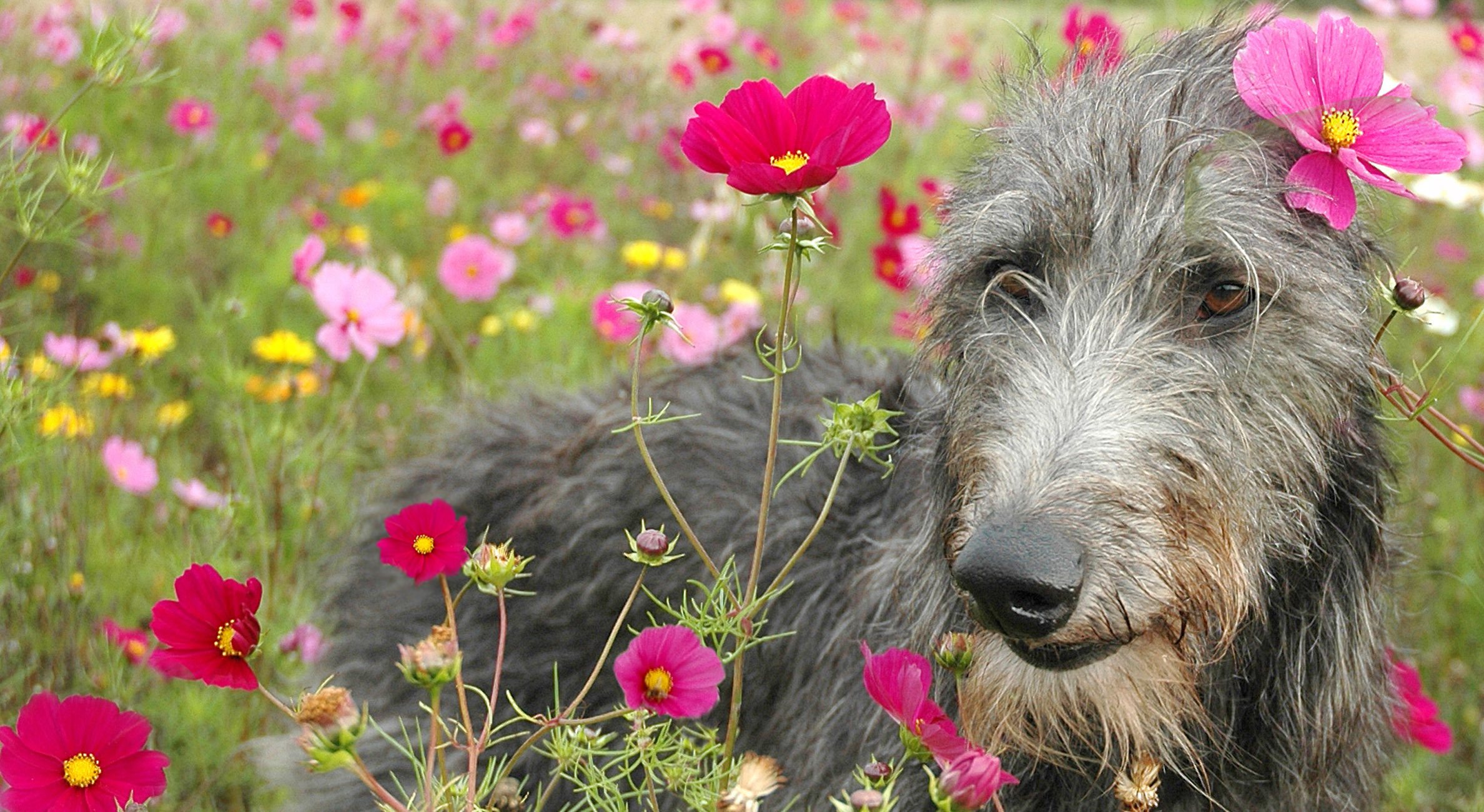 Deerhound in a field of pink wildflowers.