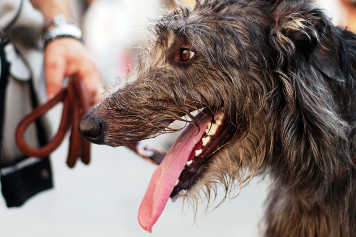 Sideview of Deerhound with tongue out.