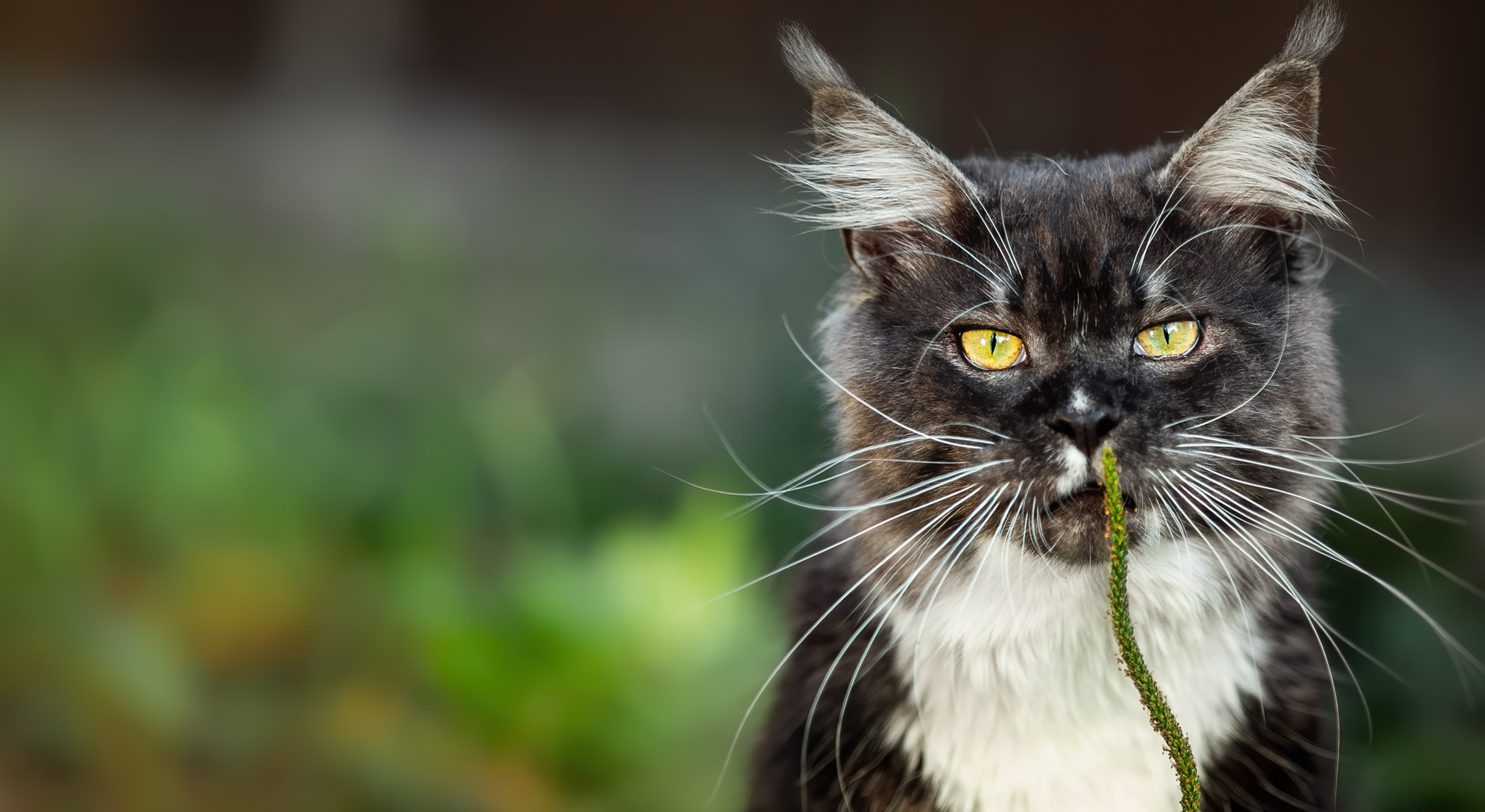 Dark gray mottled Maine Coon smelling a tall piece of grass.
