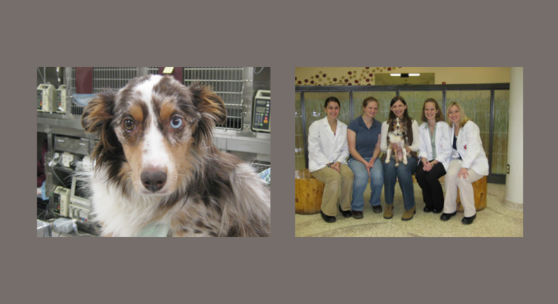 Close up photo of Cash and a second image of the team that took care of him.