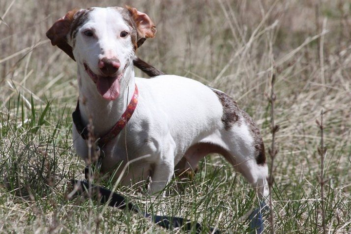 Dexter, a white and brown dachshund, standing in a field.