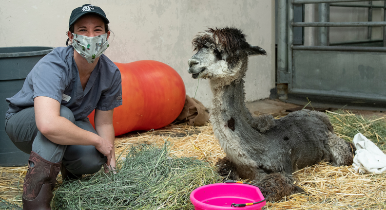 Dr. Catherine Krus, cares for “Rose,” a 3-year-old alpaca suffering with tick paralysis.