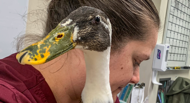 Close up of Wazzu, the Indian runner duck.