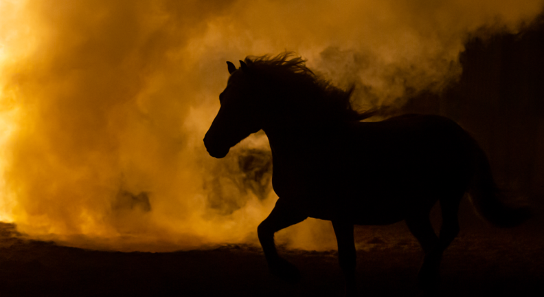 Silhouette of horse in orange smoky air.