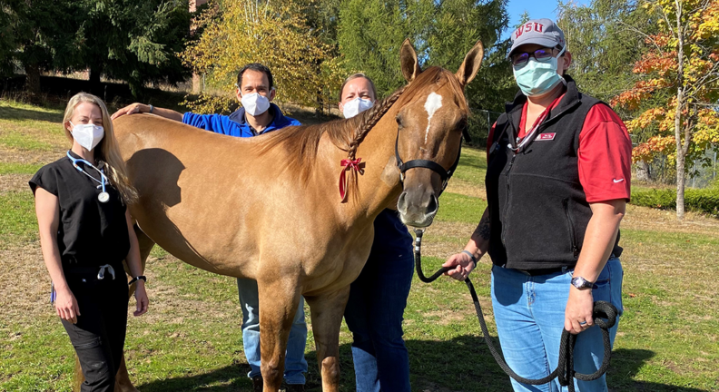 Jenny, a 3-year-old quarter horse, with veterinarians and technicians that helped her.