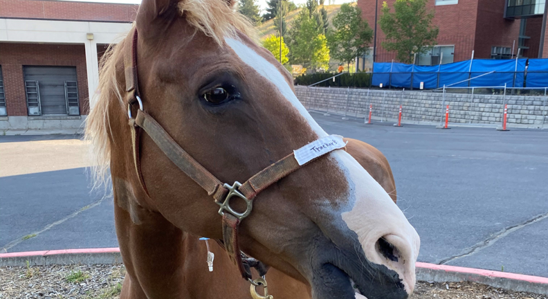 Tracker, a 17 year old Tennessee Walker.