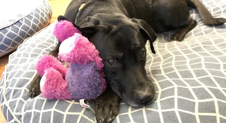 Older black lab on dog bed and snuggling with stuffed animal.