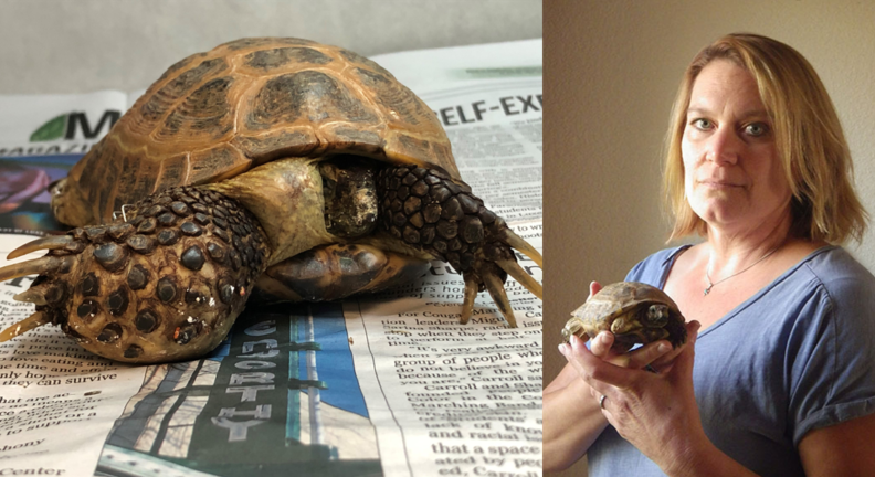 Hulk, the Russian Tortoise, before surgery.