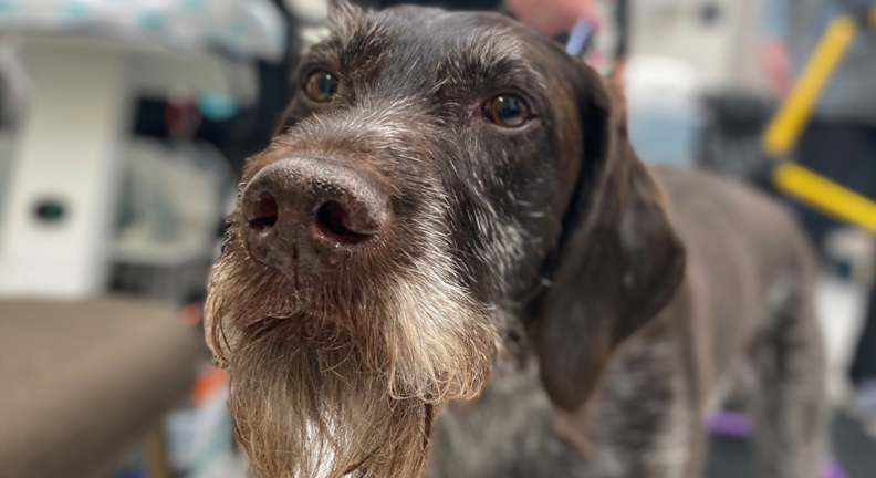 Dog with all electrodes attached.
