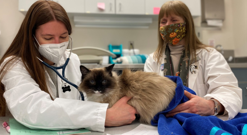 Dr. Janean Fidel, veterinary oncologist, and Margaret Wong, a fourth-year student, examine Abby prior to her undergoing a second round of chemotherapy.