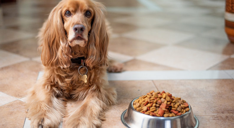 Dog laying next to dog dish full of food.