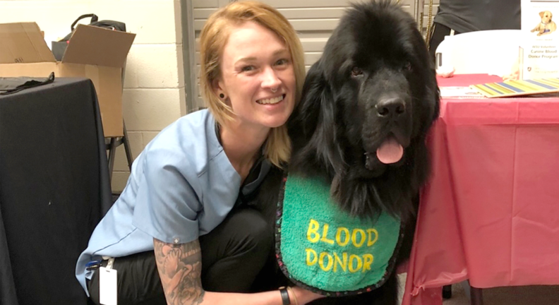 Larry, a Newfoundland, is shown with his owner, Sarah Huston, a licensed veterinary technician at the WSU Veterinary Teaching Hospital. Larry is a regular donor at the veterinary hospital’s blood bank.