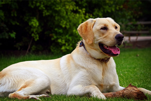 Yellow Lab