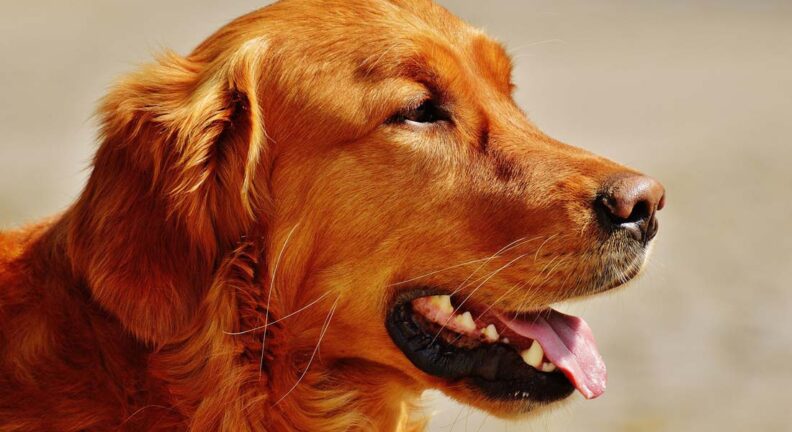 Closeup of a retriever.